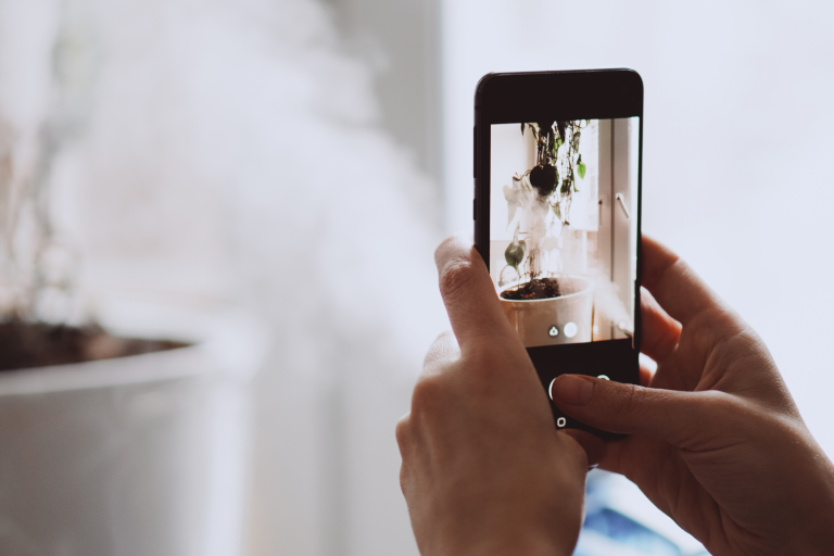 Eine Hand hält ein Smartphone, das eine Pflanze in einem Raum fotografiert.